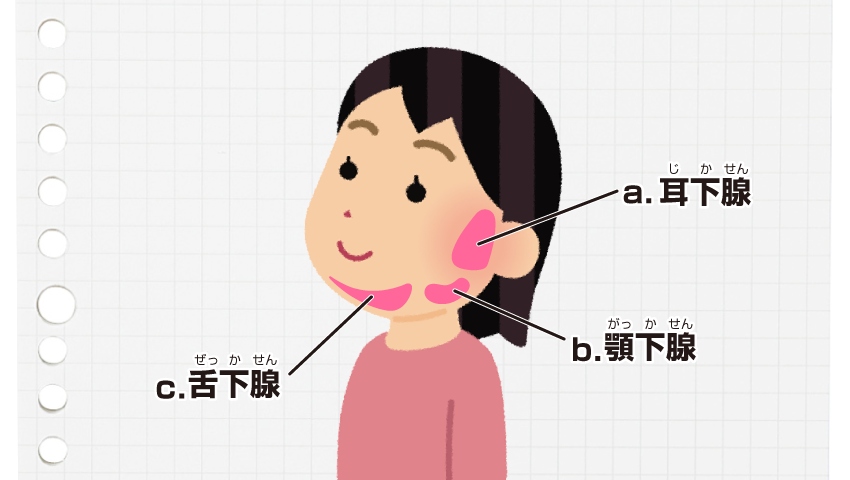 唾液腺