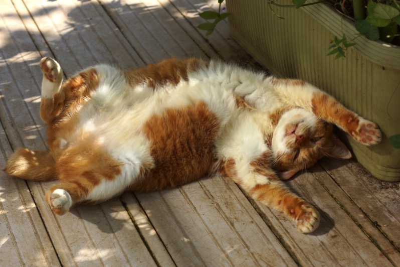 猫