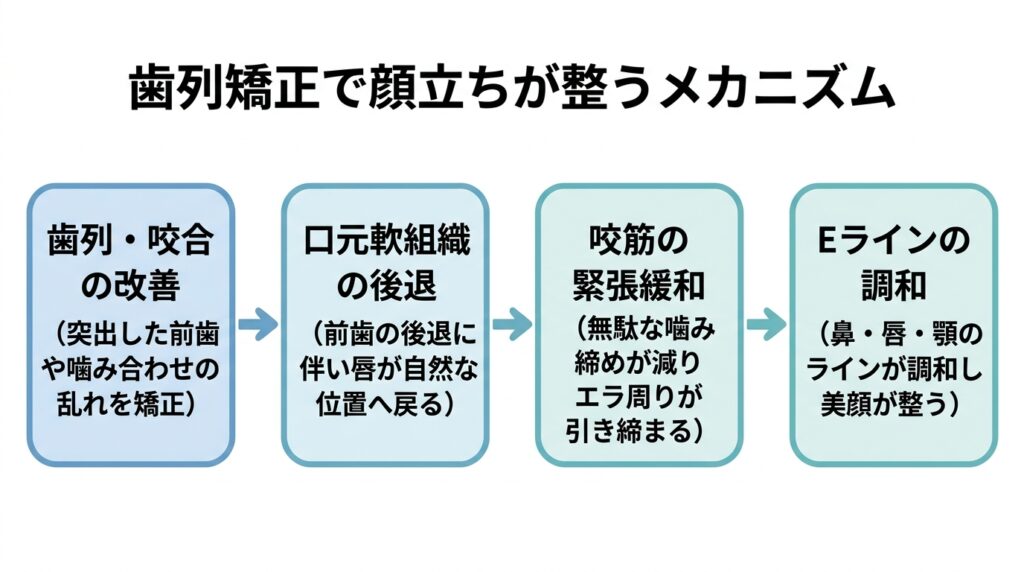 歯列矯正で顔立ちが整うメカニズム