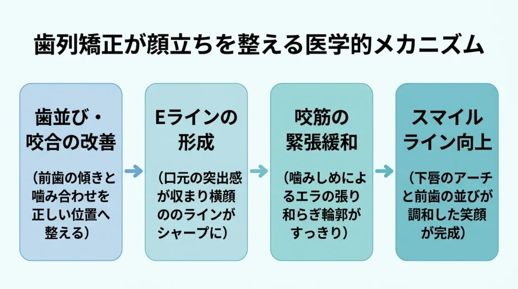 歯列矯正が顔立ちを整える医学的メカニズム