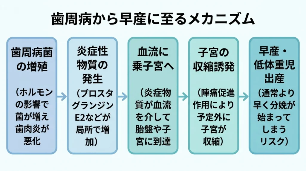 歯周病から早産に至るメカニズム